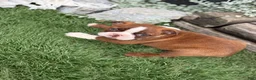 Boston Terrier dogs for sale: Kelli - Ad 9