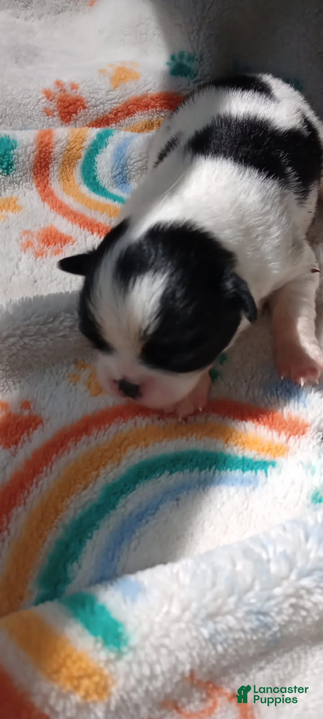 Japanese Chin dogs for sale: Valentino - Ad 1