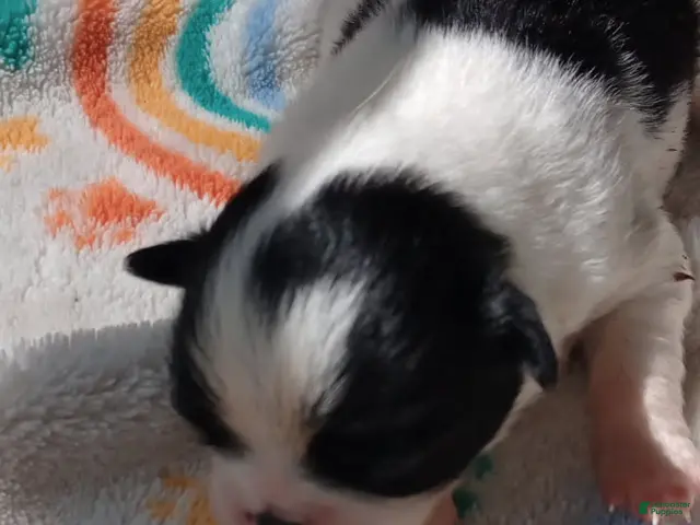 Japanese Chin dogs for sale: Valentino - Ad 22