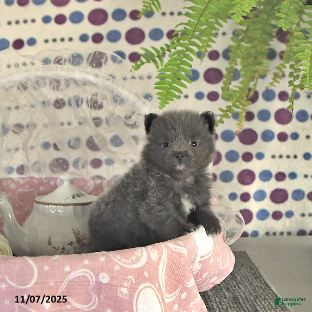 Pomeranian dogs for sale: Luci - Ad 12