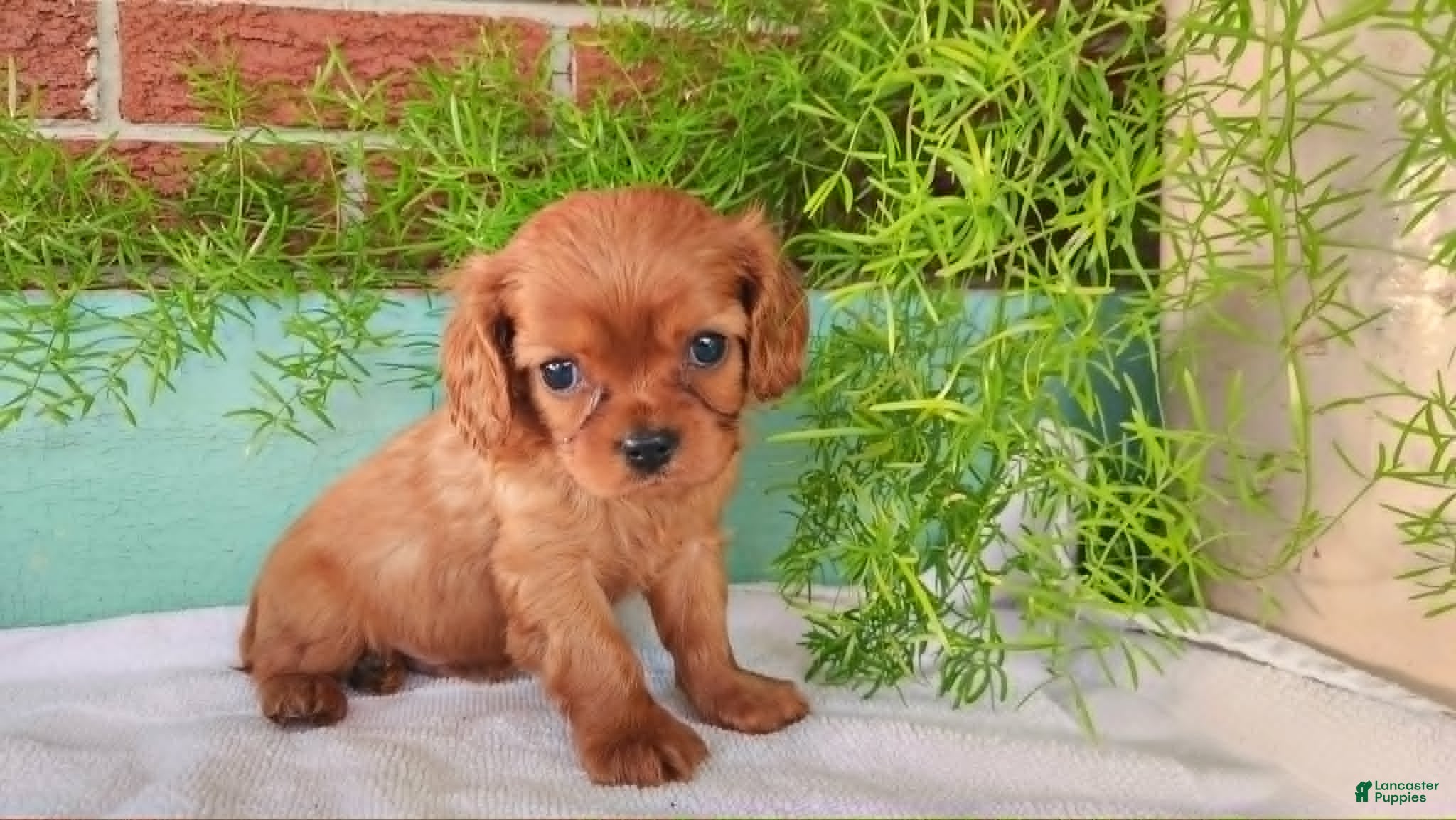 Cavalier King Charles Spaniel dogs Bronco - Ad 1