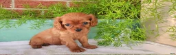 Cavalier King Charles Spaniel dogs for sale: Bronco - Ad 3