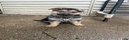German Shepherd dogs for sale: Frack - Ad 9
