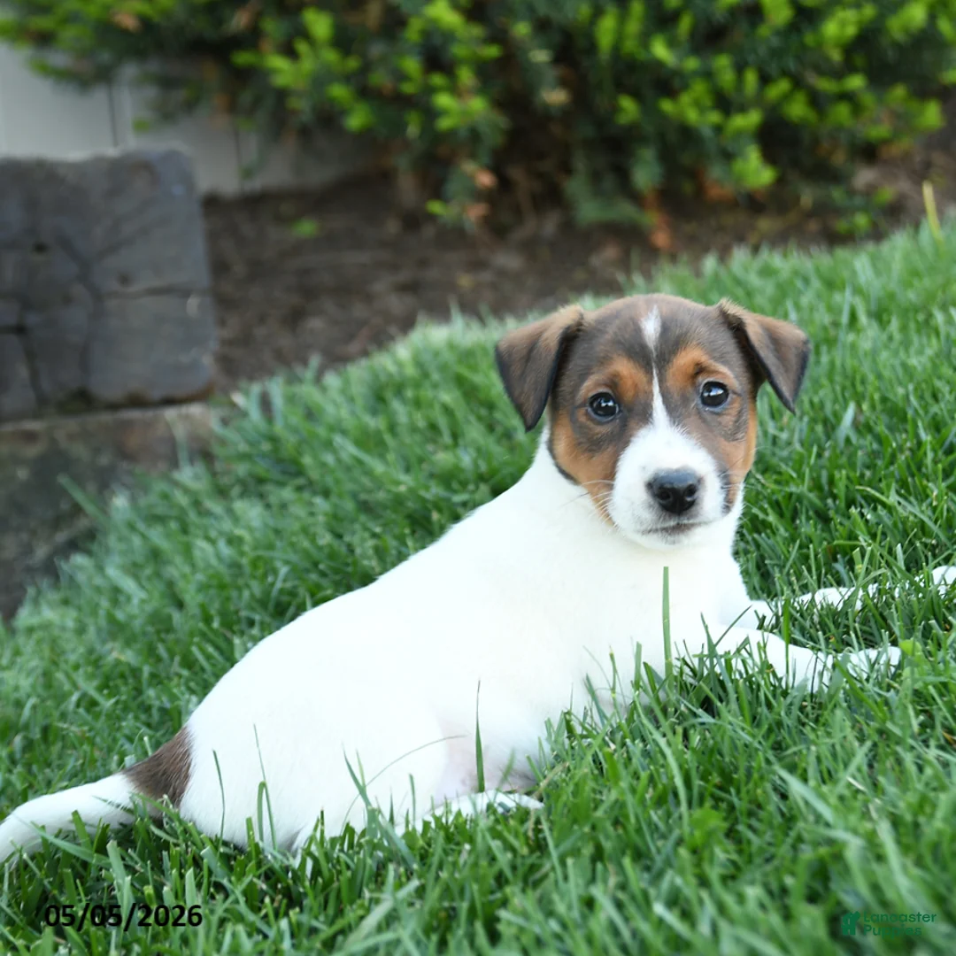 Jack Russell Terrier dogs for sale: Ash - Ad 2