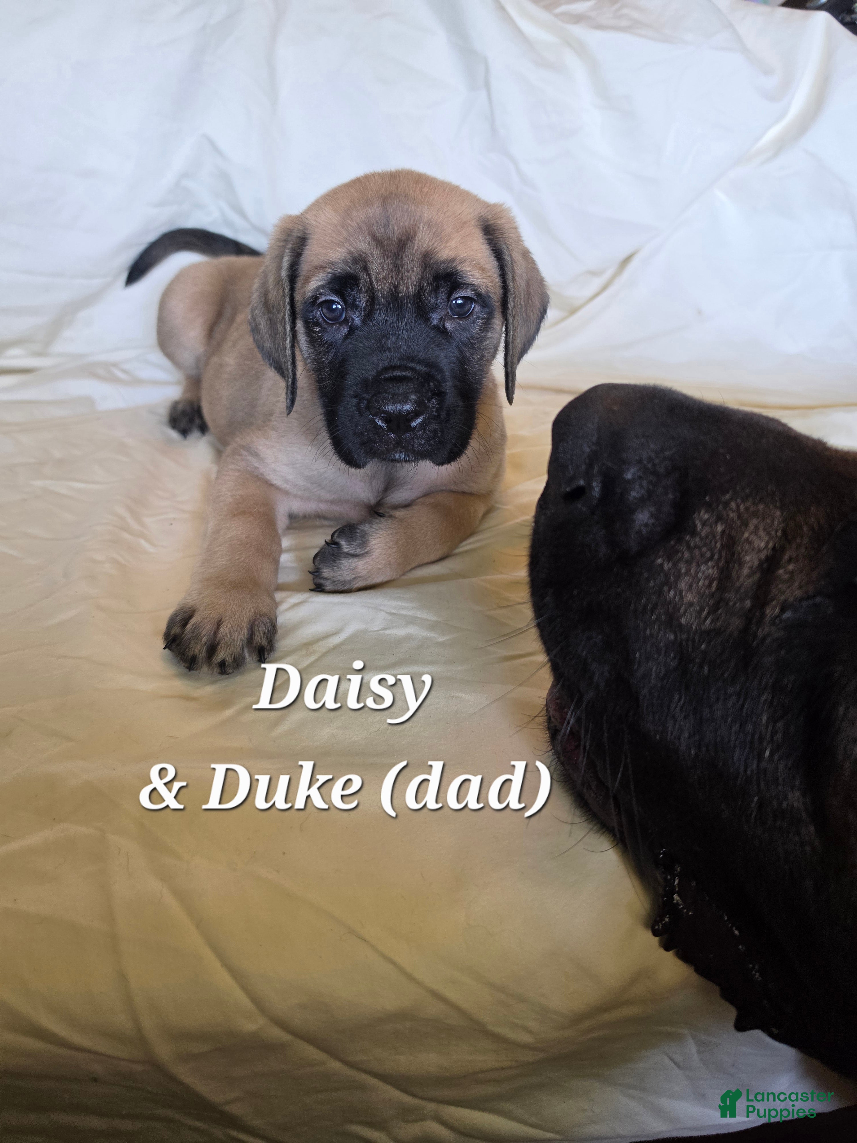 English Mastiff dogs English Mastiff Daisy - Ad 36