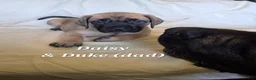 English Mastiff dogs for sale: English Mastiff Daisy - Ad 1