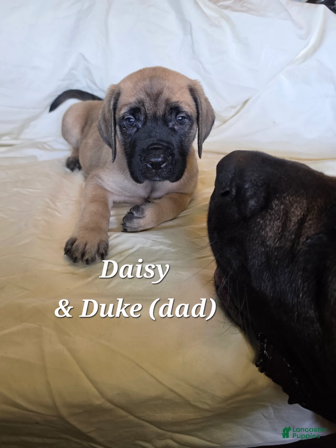 English Mastiff dogs for sale: English Mastiff Daisy - Ad 1
