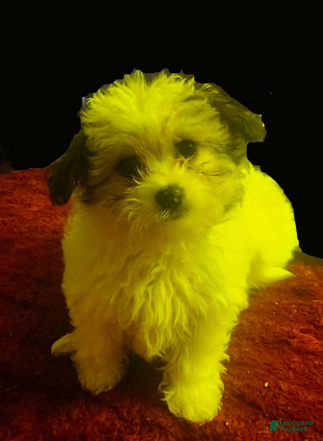 Pomapoo dogs Pomapoo 2 - Ad 2