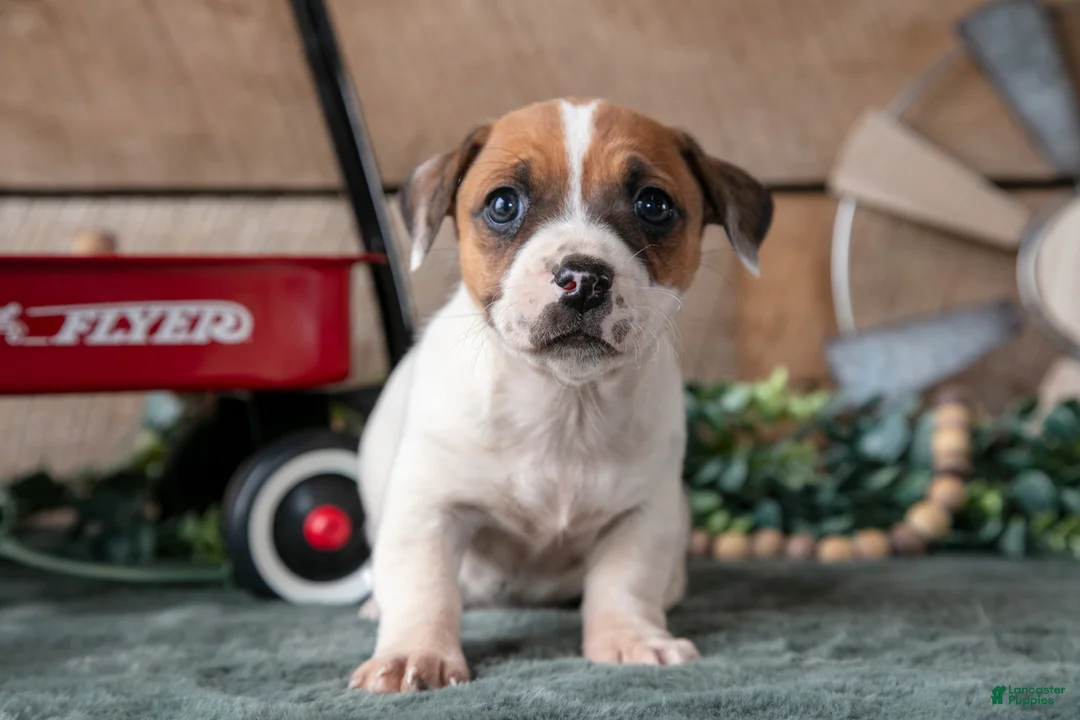 Jack Russell Terrier dogs for sale: Petal - Ad 1