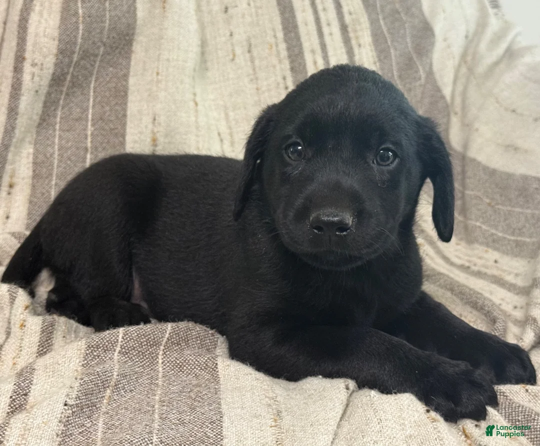 Labrador Retriever dogs for sale: Banjo - Ad 2