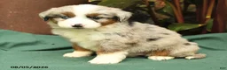 Miniature Australian Shepherd dogs for sale: Ranger - Ad 5