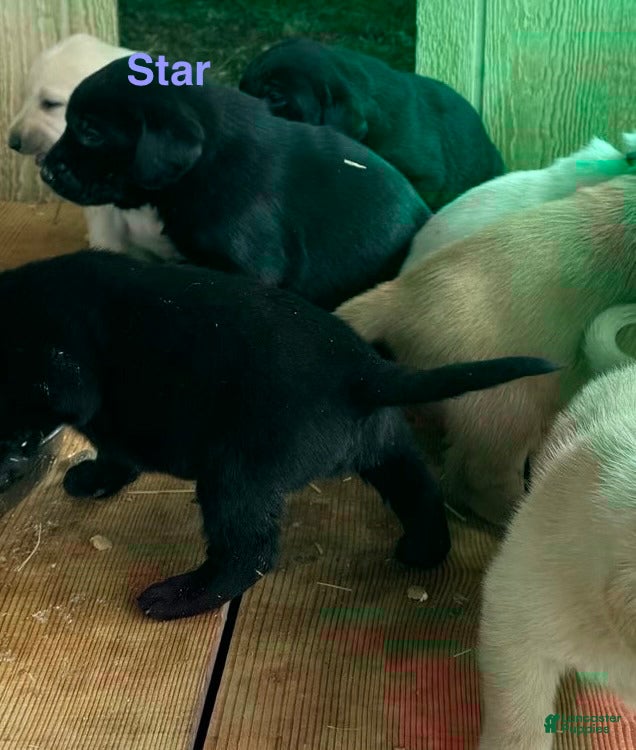 Labrador Retriever dogs black female star - Ad 1
