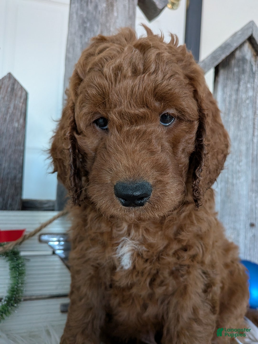 Goldendoodle dogs for sale: Prince  - Ad 3