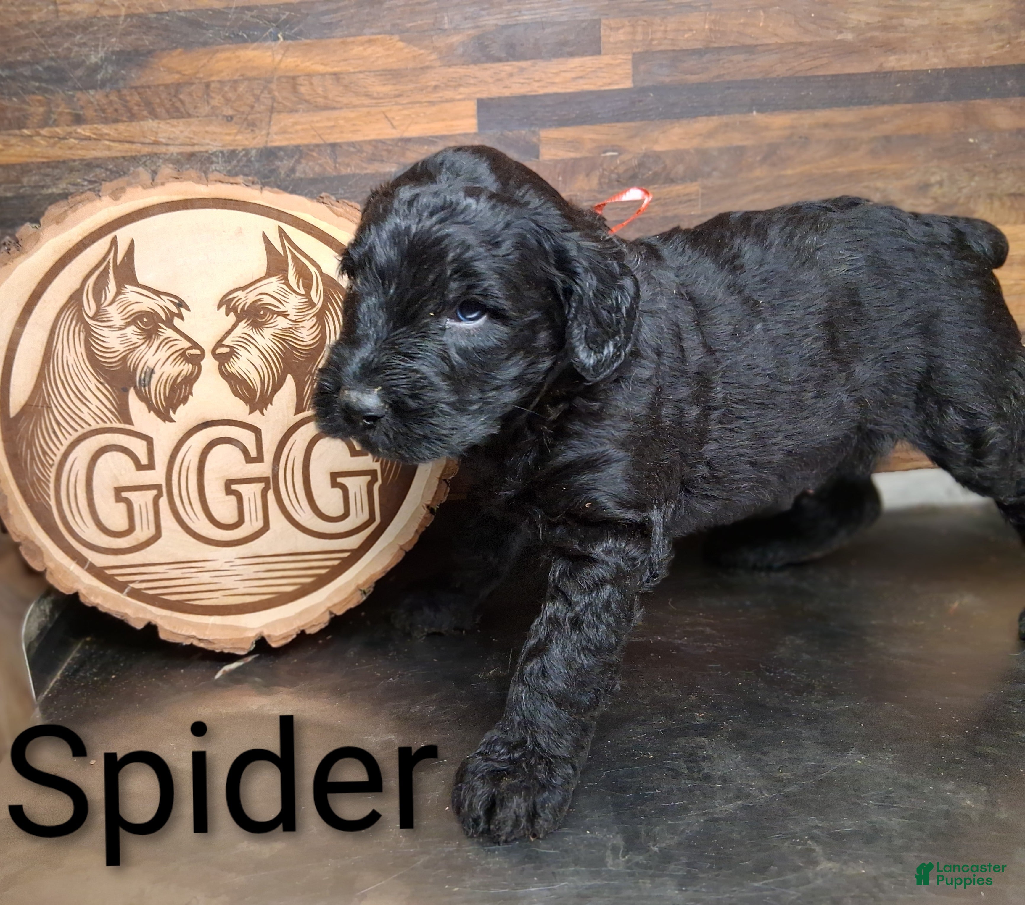 Giant Schnauzer dogs Spider  - Ad 26
