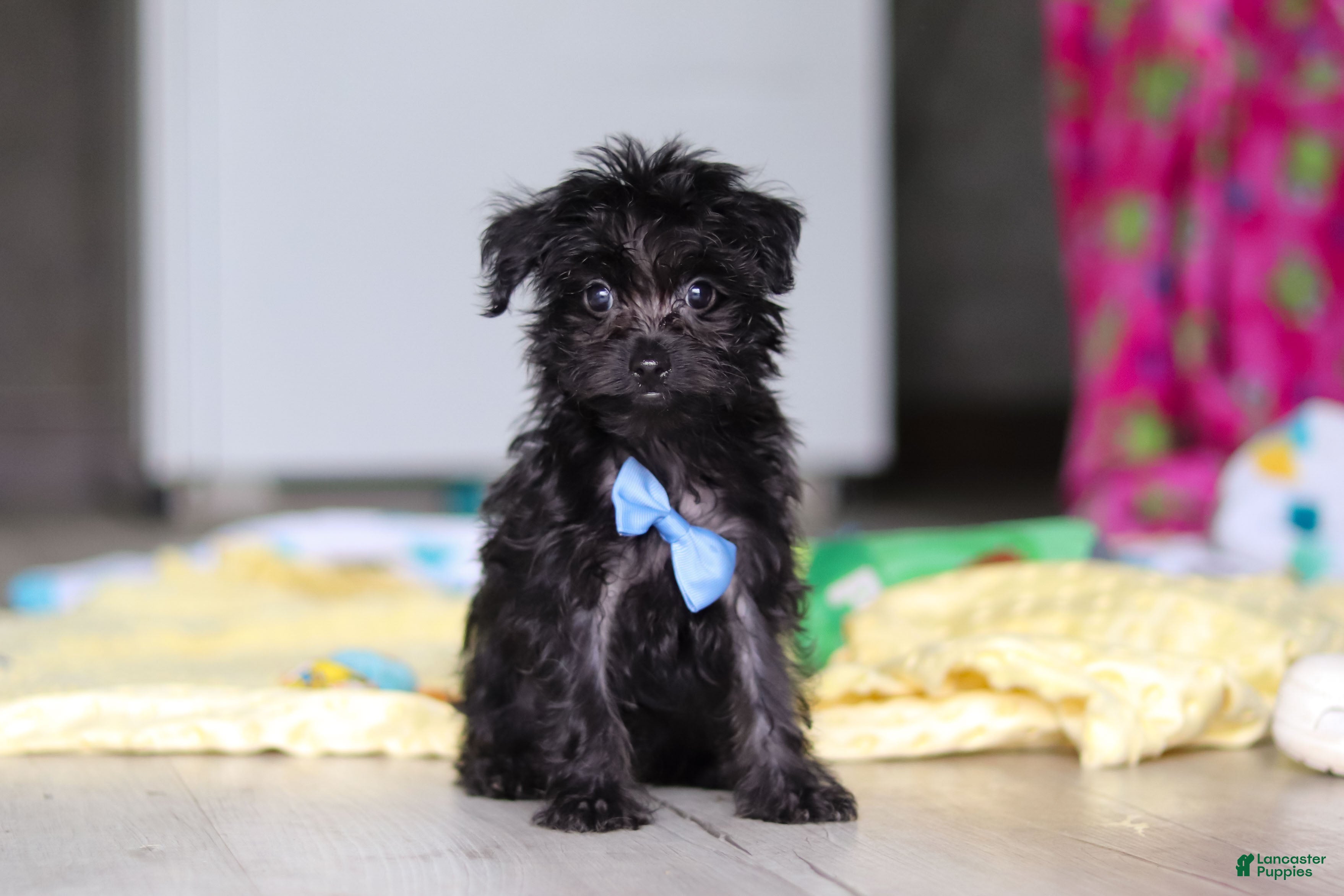 Yorkiepoo dogs Ricky - Ad 1