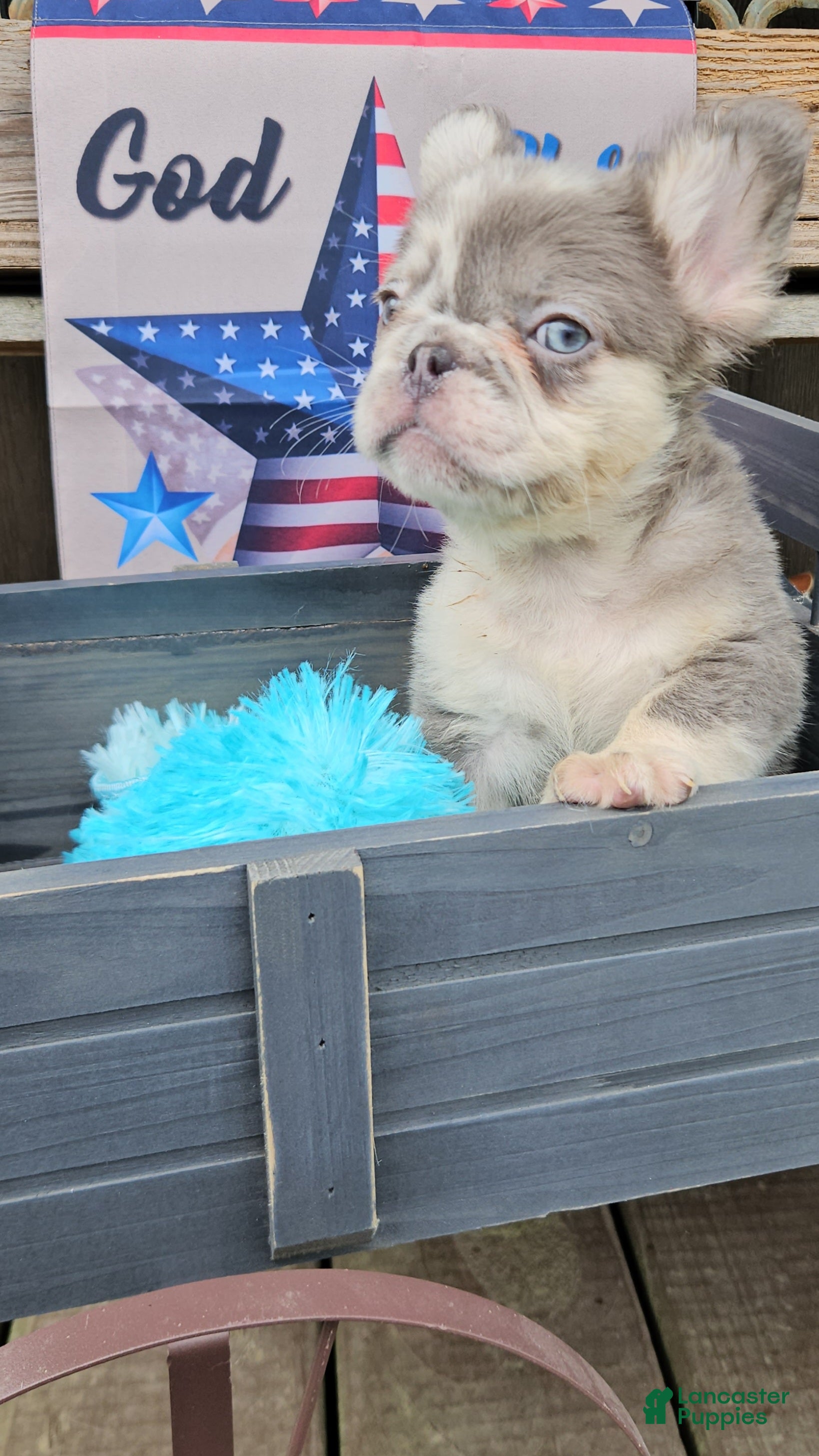 French Bulldog dogs French Bulldog Puppy 4 - Ad 1