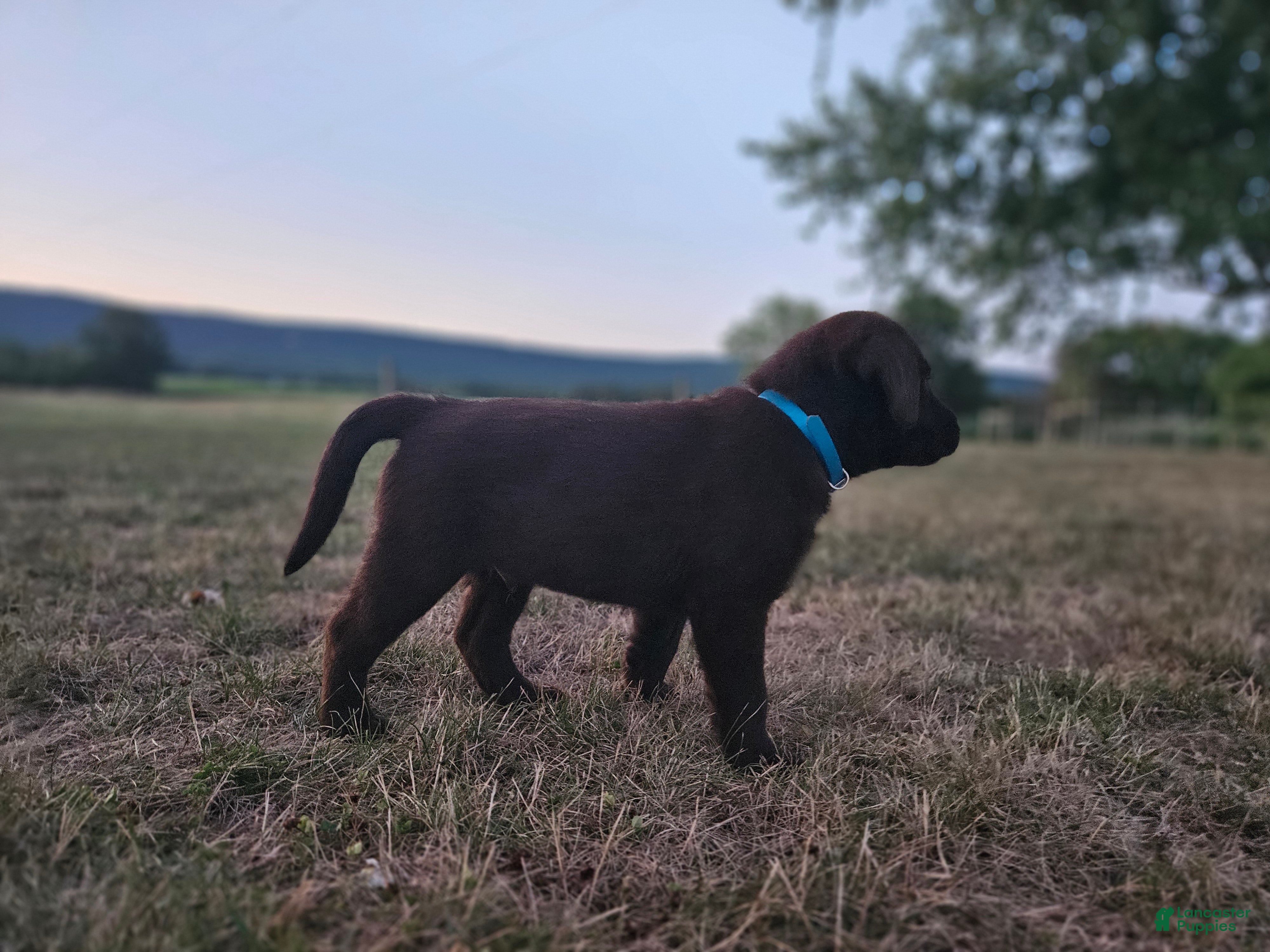 Labrador Retriever dogs Oliver - Ad 2