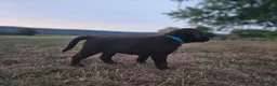 Labrador Retriever dogs for sale: Oliver - Ad 2