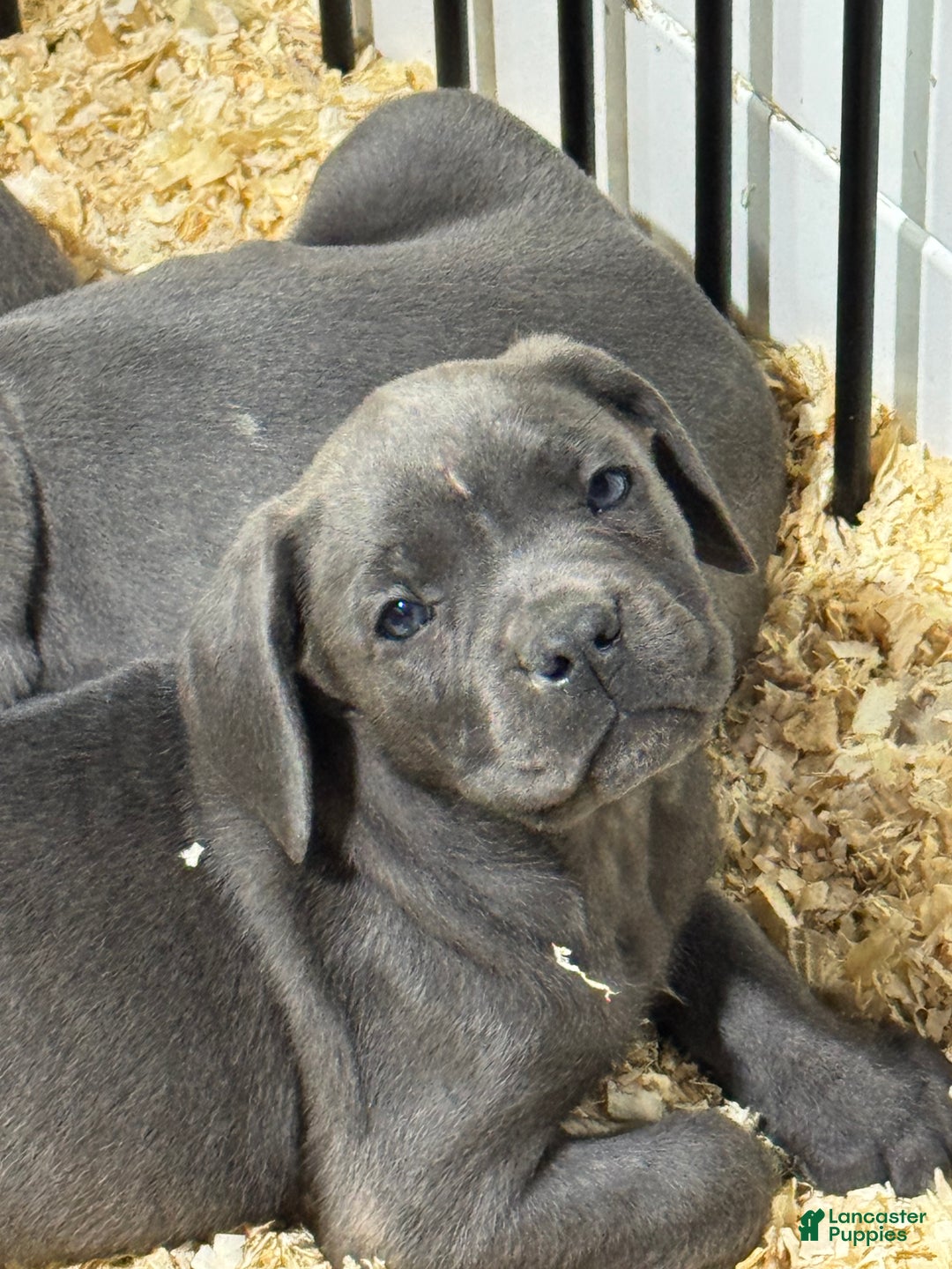 Cane Corso dogs for sale: Cane Corso Puppy 3 - Ad 5