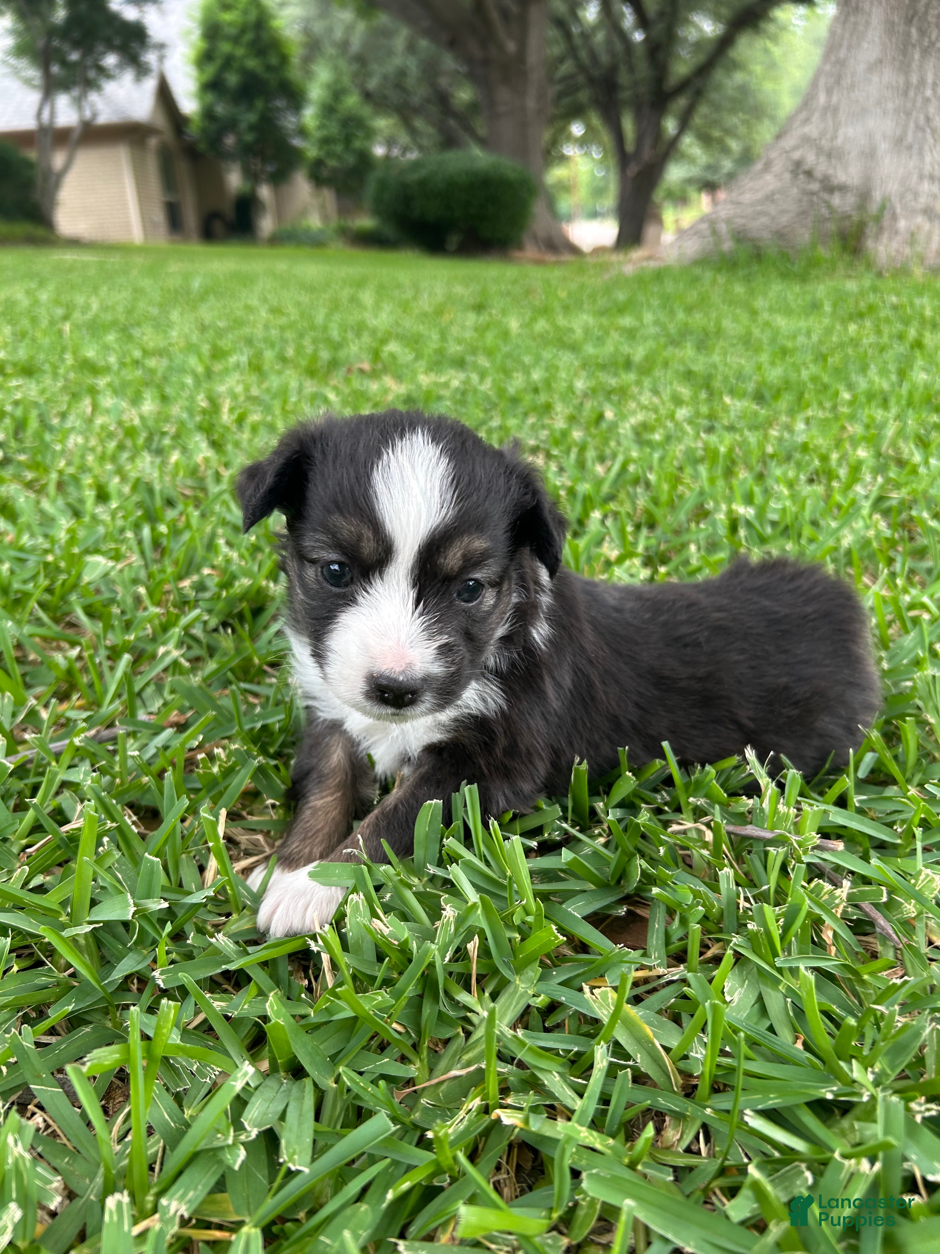 Miniature Australian Shepherd dogs Sunny - Ad 12
