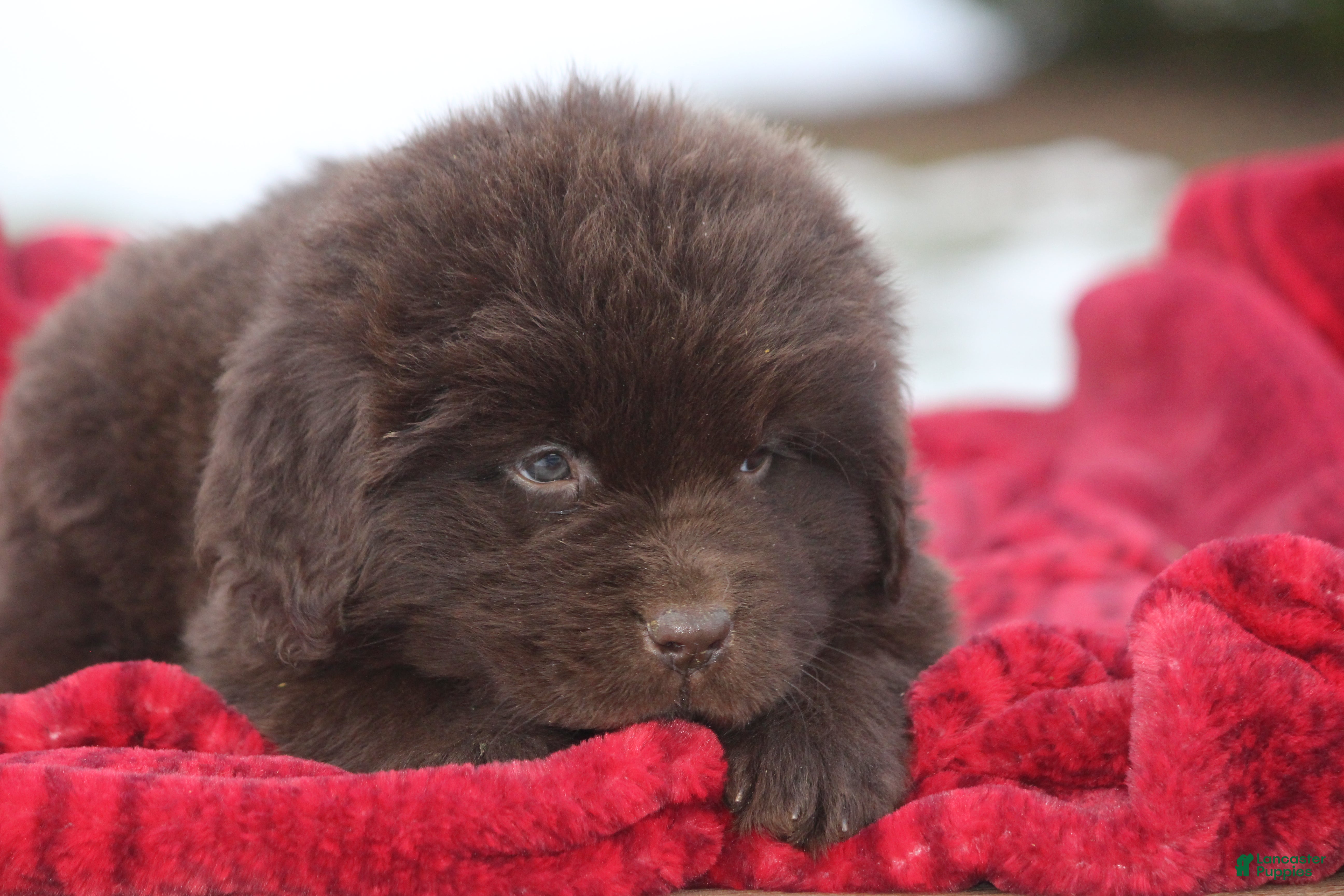 Newfoundland dogs Paisley - Ad 30