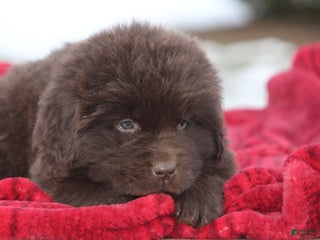 Newfoundland dogs Paisley - Ad 33