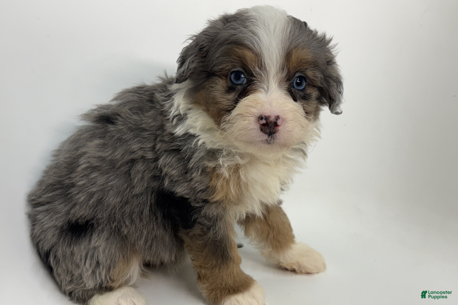 Mini Bernedoodle dogs Buckeye - Ad 21