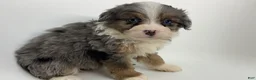 Mini Bernedoodle dogs for sale: Buckeye - Ad 1