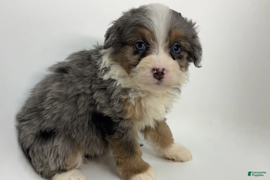 Mini Bernedoodle dogs for sale: Buckeye - Ad 1