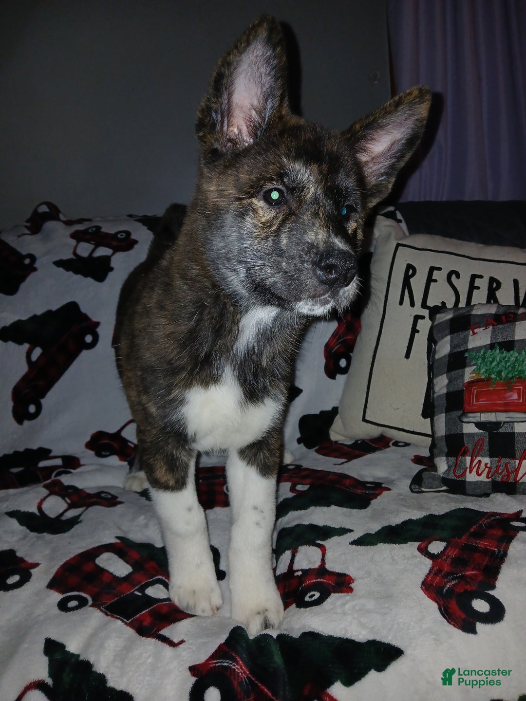 Akita dogs for sale: Astra - Ad 9
