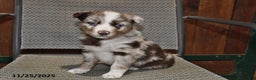 Australian Shepherd dogs for sale: Ollie - Ad 2
