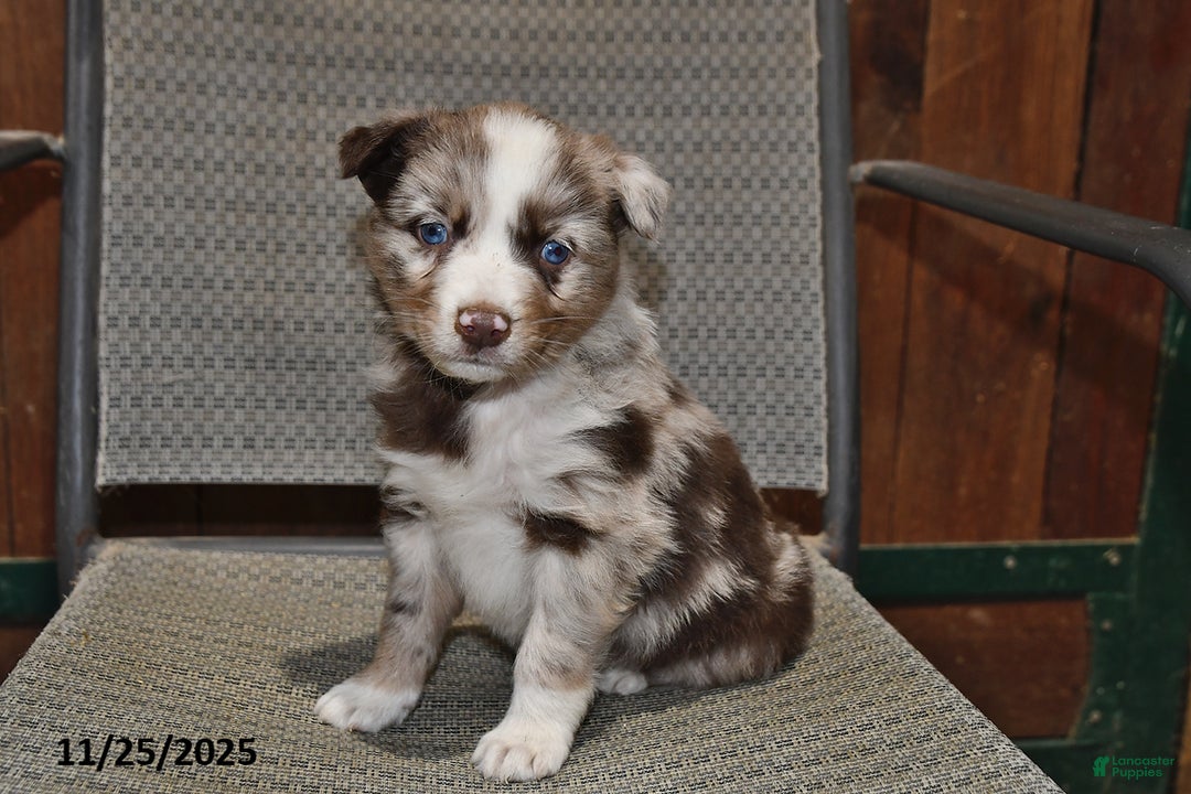 Australian Shepherd dogs for sale: Ollie - Ad 2
