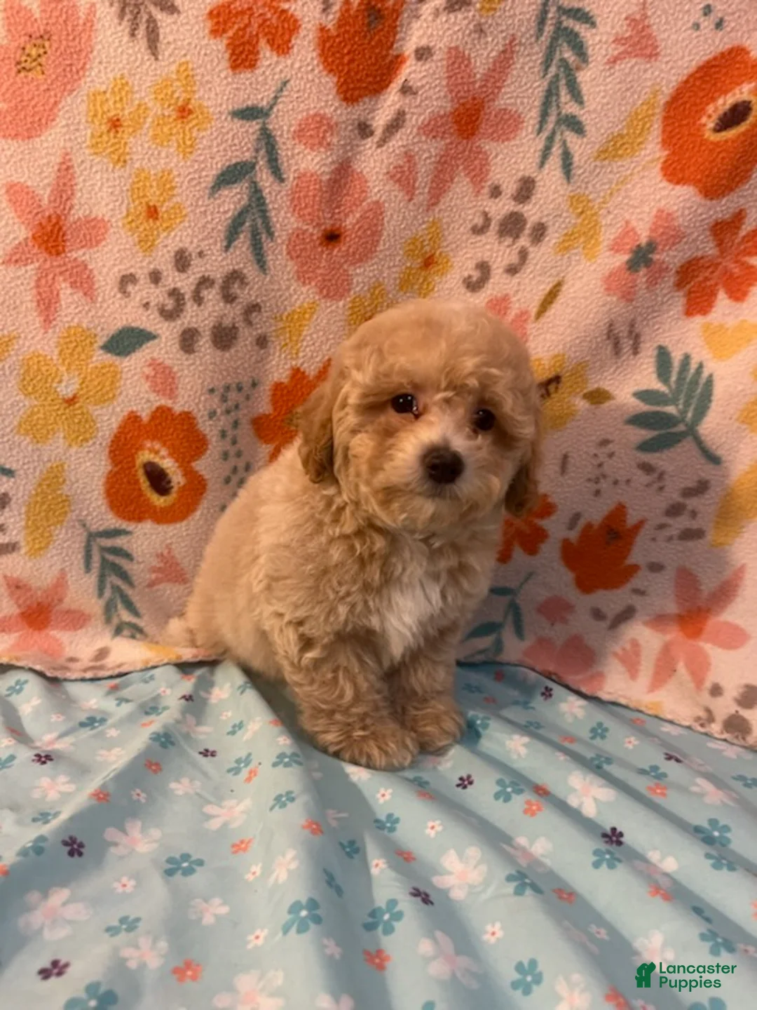 Miniature Poodle dogs for sale: Fabio - Ad 1