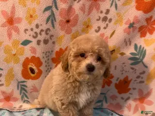 Miniature Poodle dogs Fabio - Ad 4