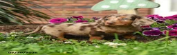 Miniature Dachshund dogs for sale: Dixie - Ad 3