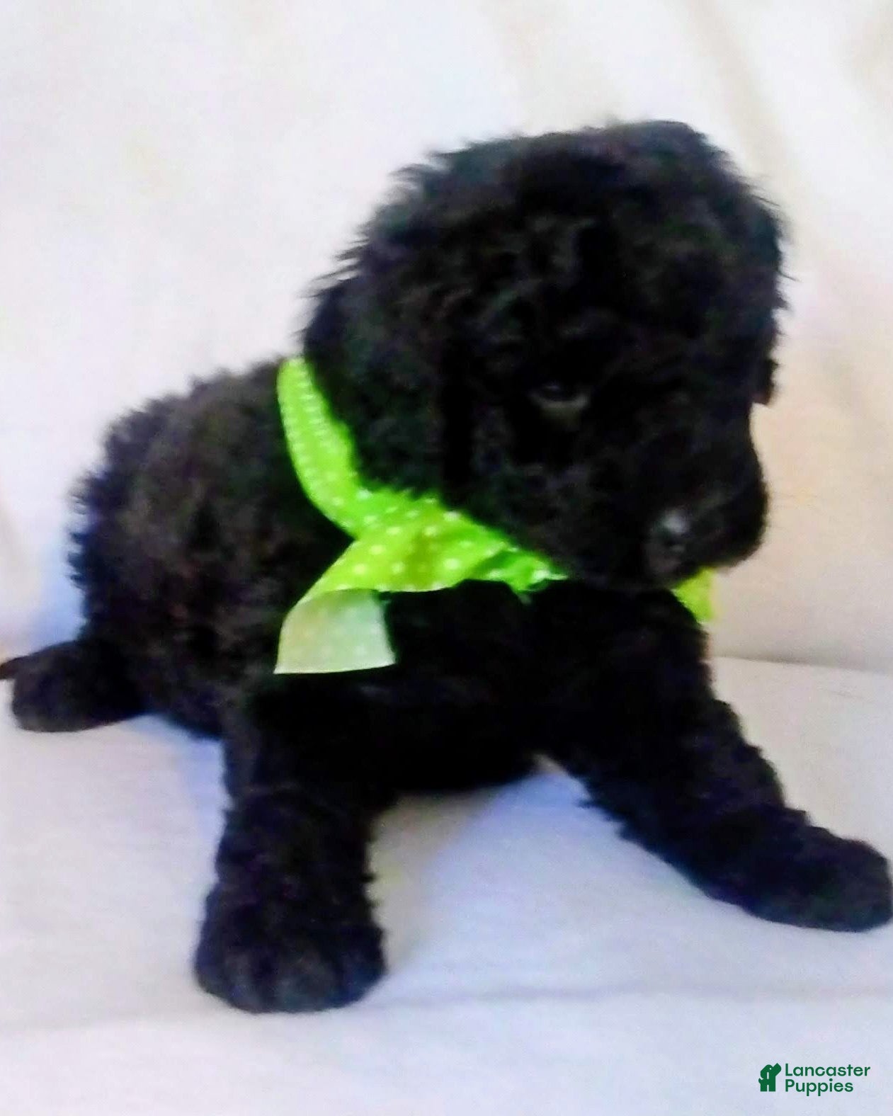 Mini Bernedoodle dogs Mini Bernedoodle Puppy 3 - Ad 18