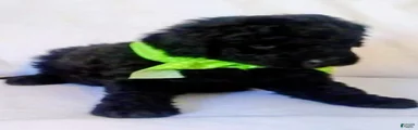 Mini Bernedoodle Puppy 3