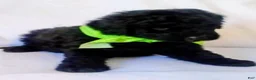 Mini Bernedoodle dogs for sale: Mini Bernedoodle Puppy 3 - Ad 1