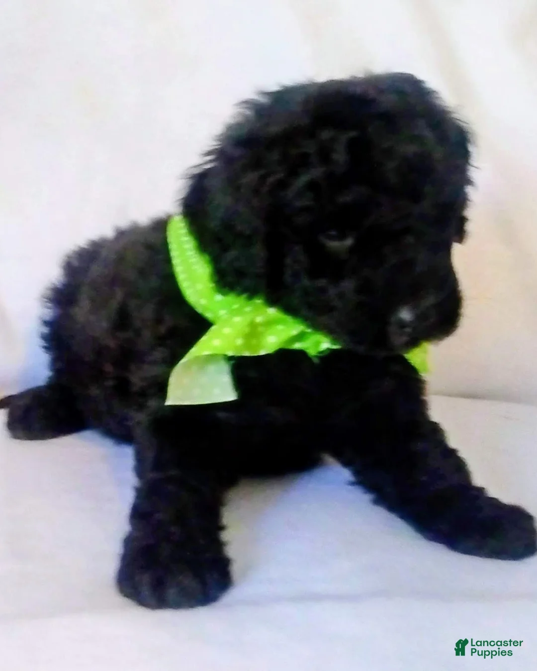 Mini Bernedoodle dogs for sale: Mini Bernedoodle Puppy 3 - Ad 1
