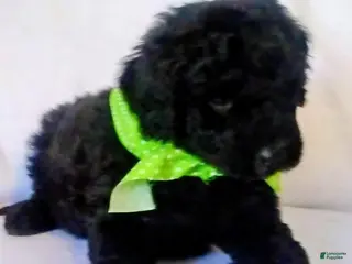 Mini Bernedoodle dogs Mini Bernedoodle Puppy 3 - Ad 9