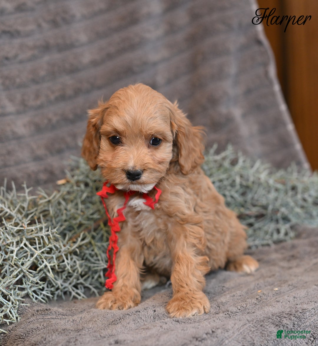 Cockapoo dogs for sale: Harper - Ad 4