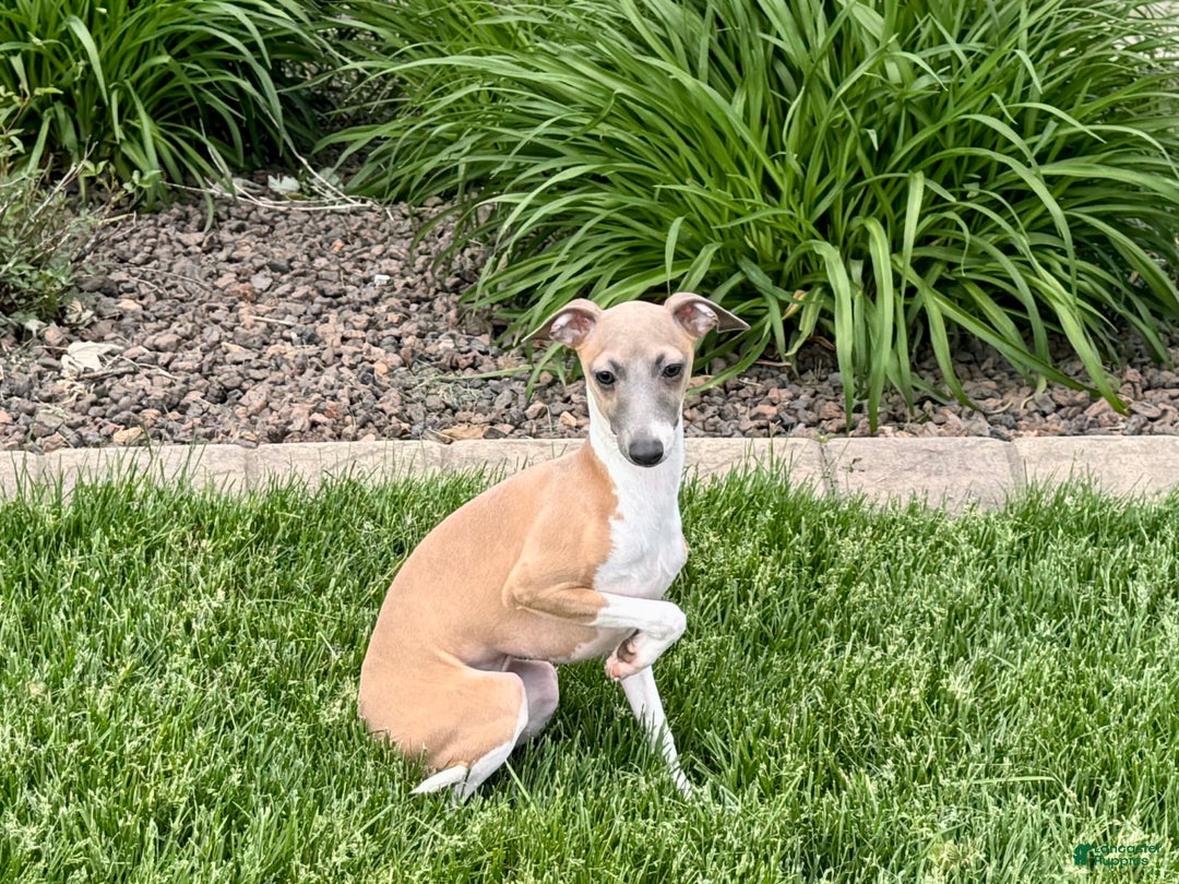 Italian Greyhound dogs for sale: Gerald - Ad 17