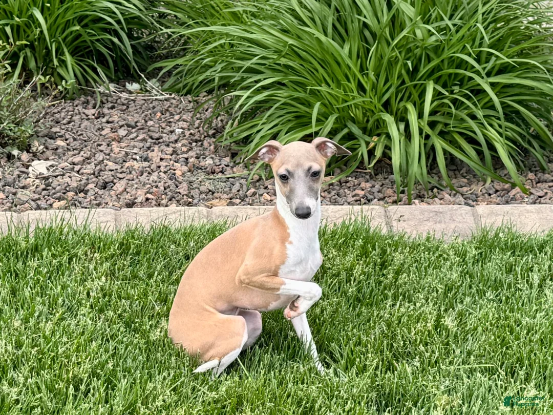 Italian Greyhound dogs for sale: Gerald - Ad 6