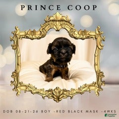 Shih Tzu dogs Prince Coop - Ad 42