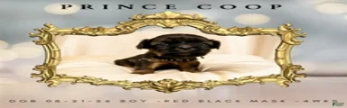 Prince Coop