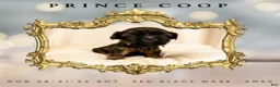 Shih Tzu dogs for sale: Prince Coop - Ad 1