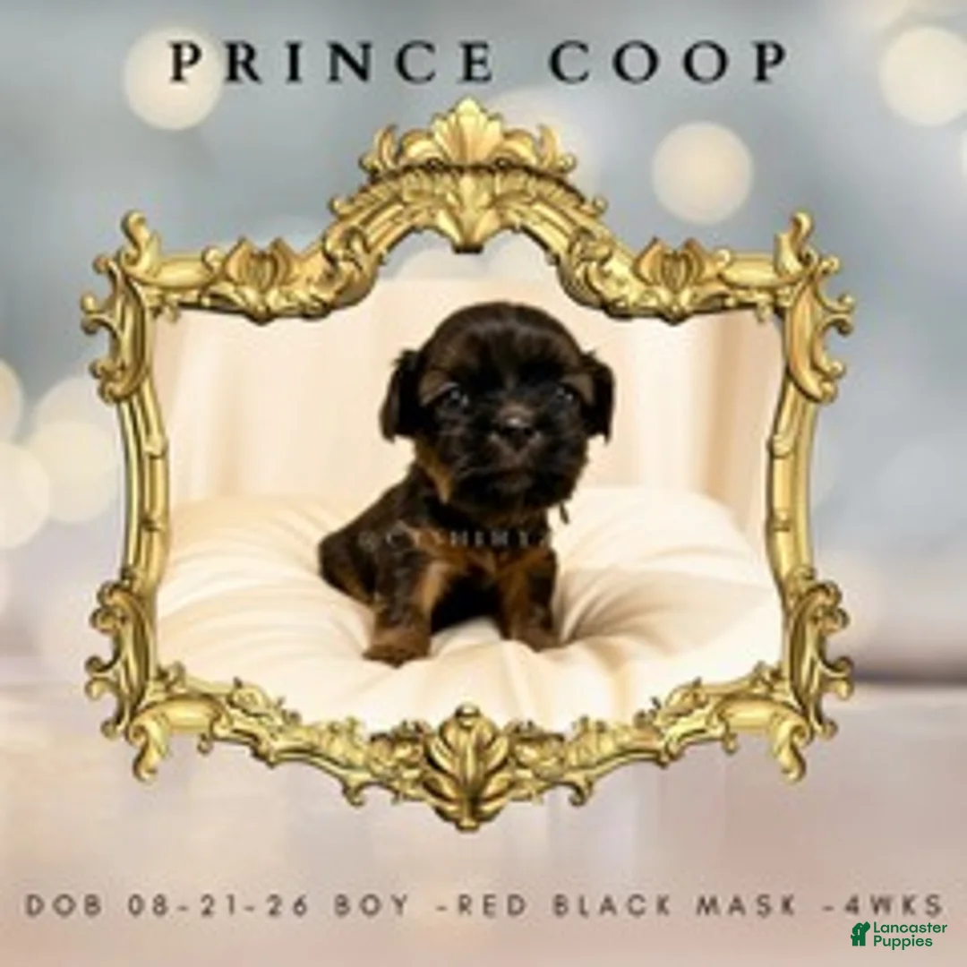 Shih Tzu dogs for sale: Prince Coop - Ad 1