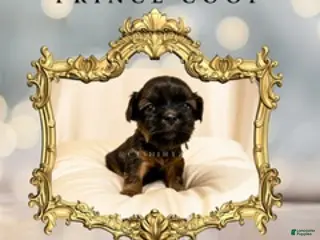 Shih Tzu dogs Prince Coop - Ad 36