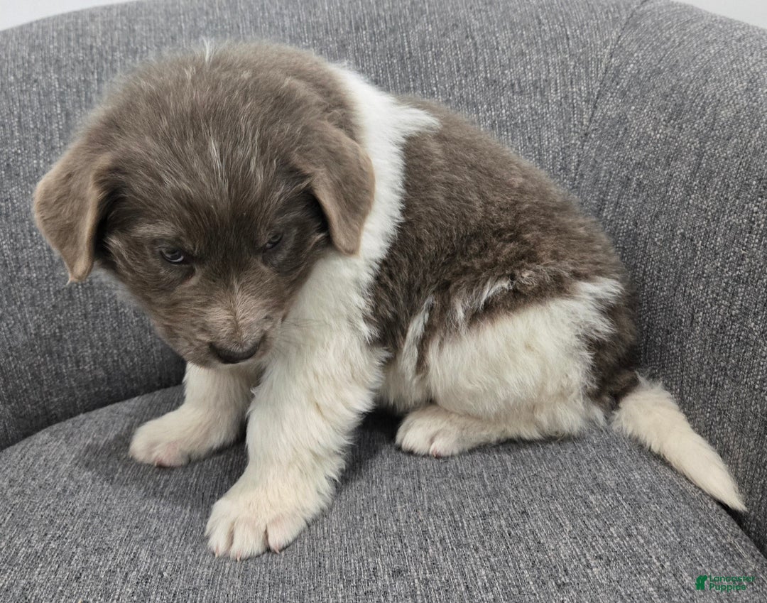 Newfoundland dogs for sale: Betsy - Ad 4