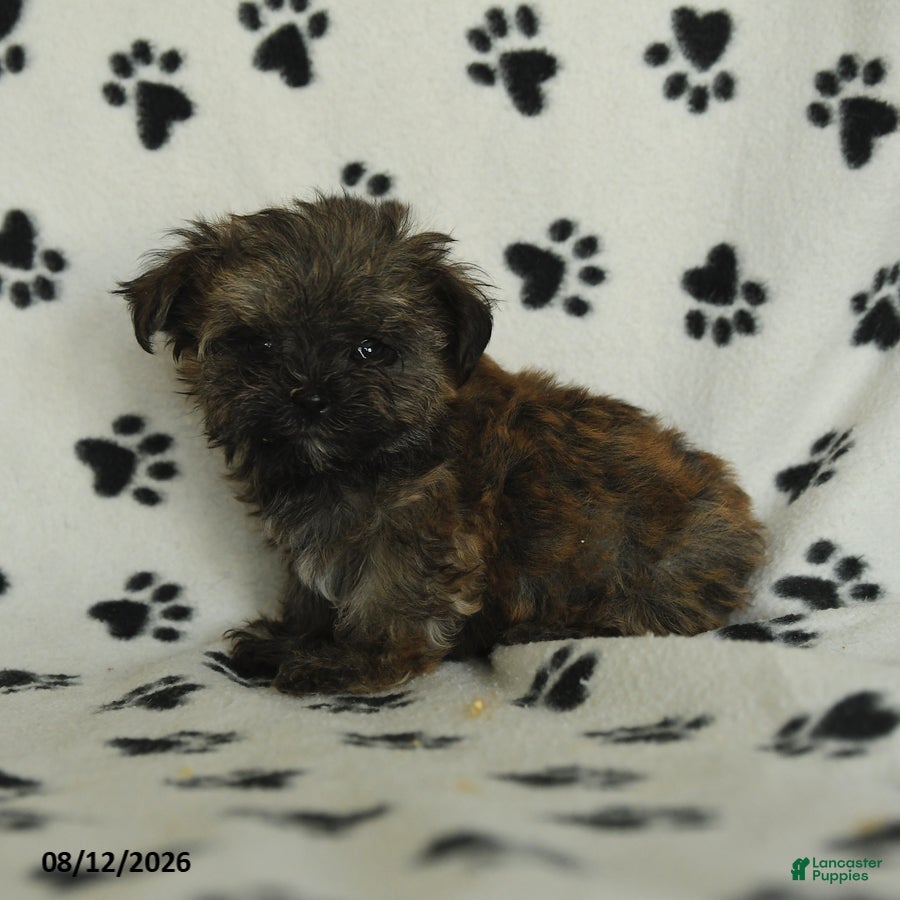 Shorkie dogs Ike - Ad 2
